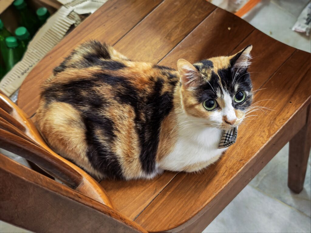 HONOR Magic8 Pro image sample