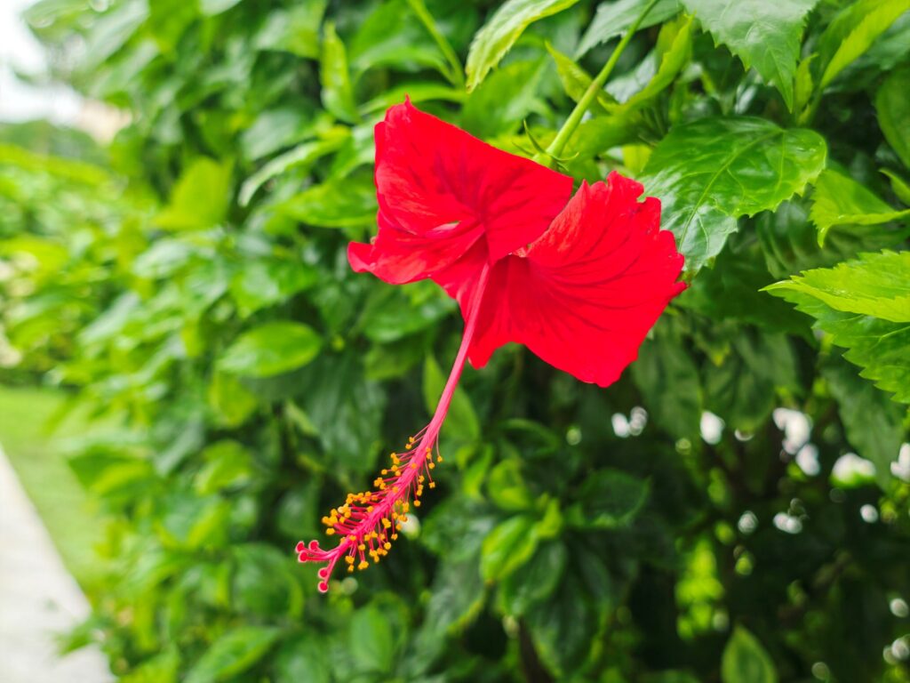 HONOR Magic8 Pro image sample