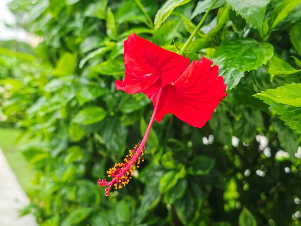 HONOR Magic8 Pro image sample