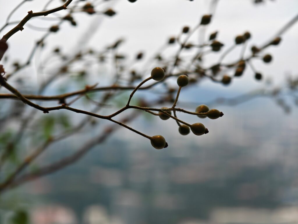 HONOR Magic8 Pro image sample