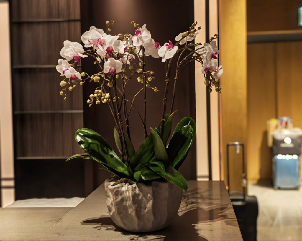 HONOR Magic8 Pro image sample