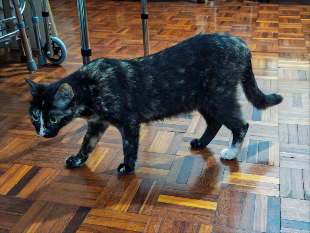 HONOR Magic8 Pro image sample