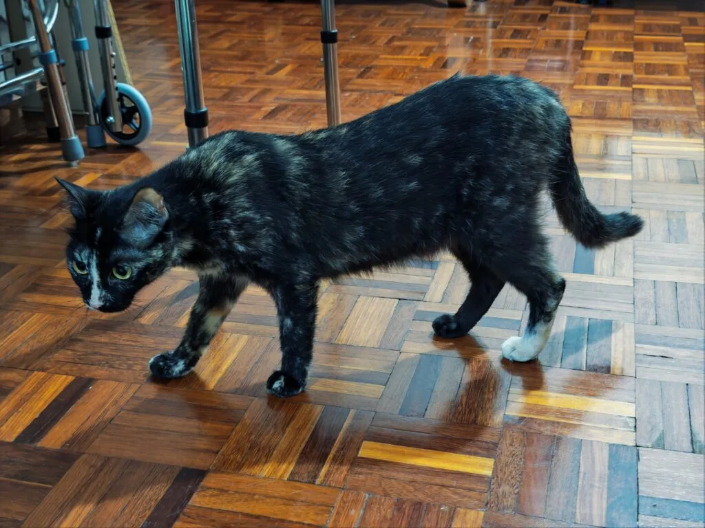 HONOR Magic8 Pro image sample