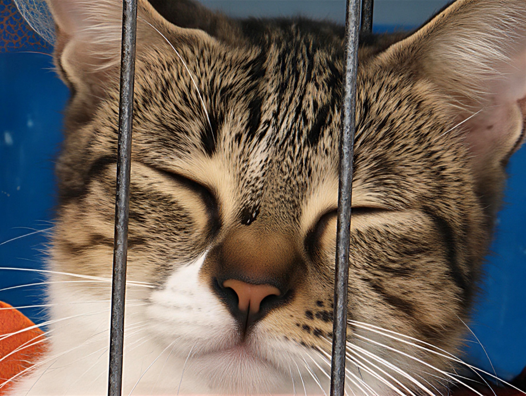 HONOR Magic8 Pro image sample