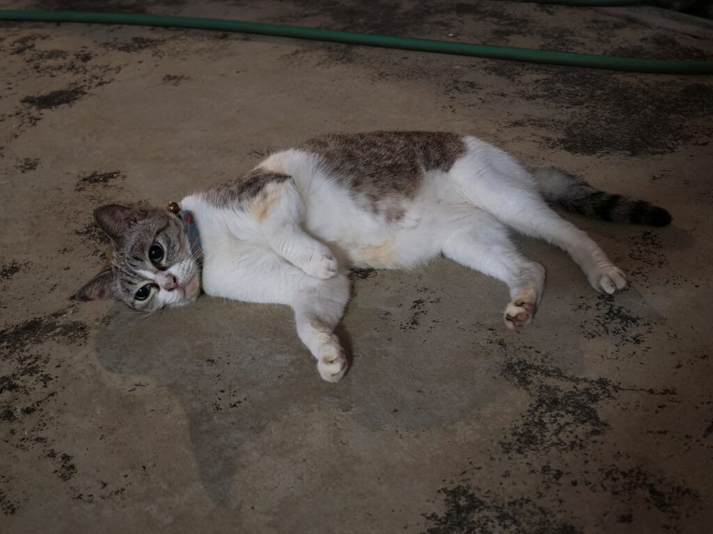 HONOR Magic8 Pro image sample