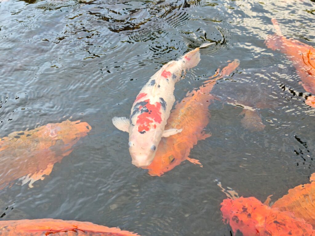 POCO F8 Pro sample image