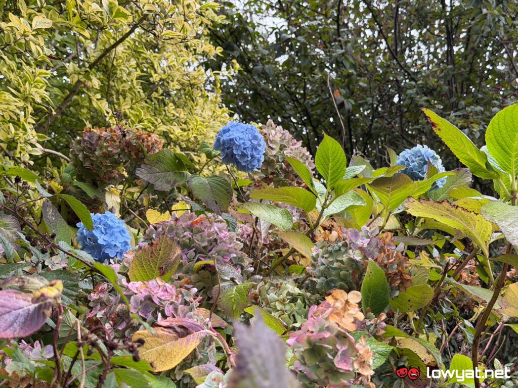 iphone 17 pro review camera