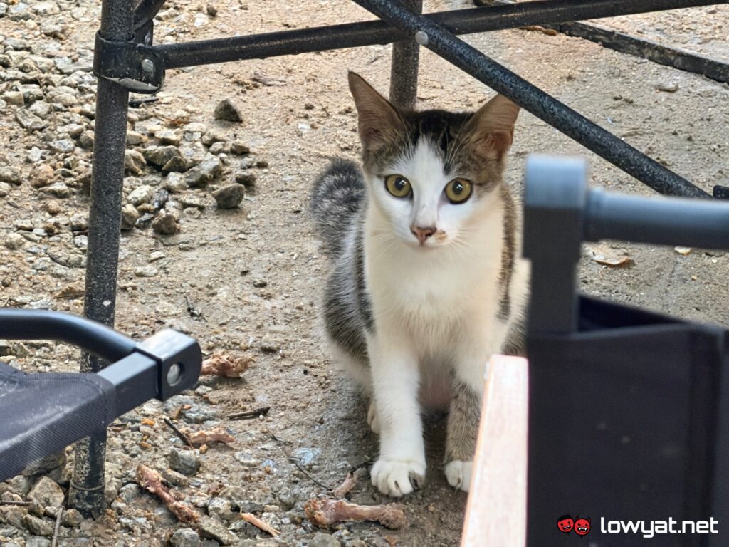 iphone 17 pro review camera