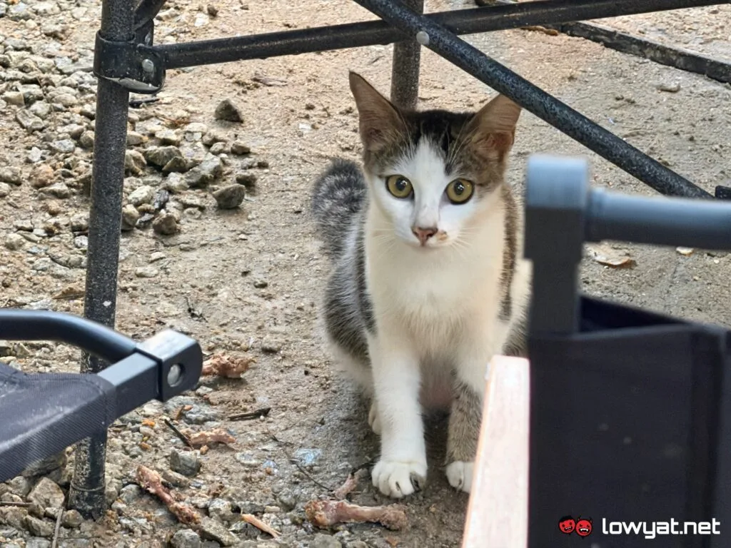 iphone 17 pro review camera
