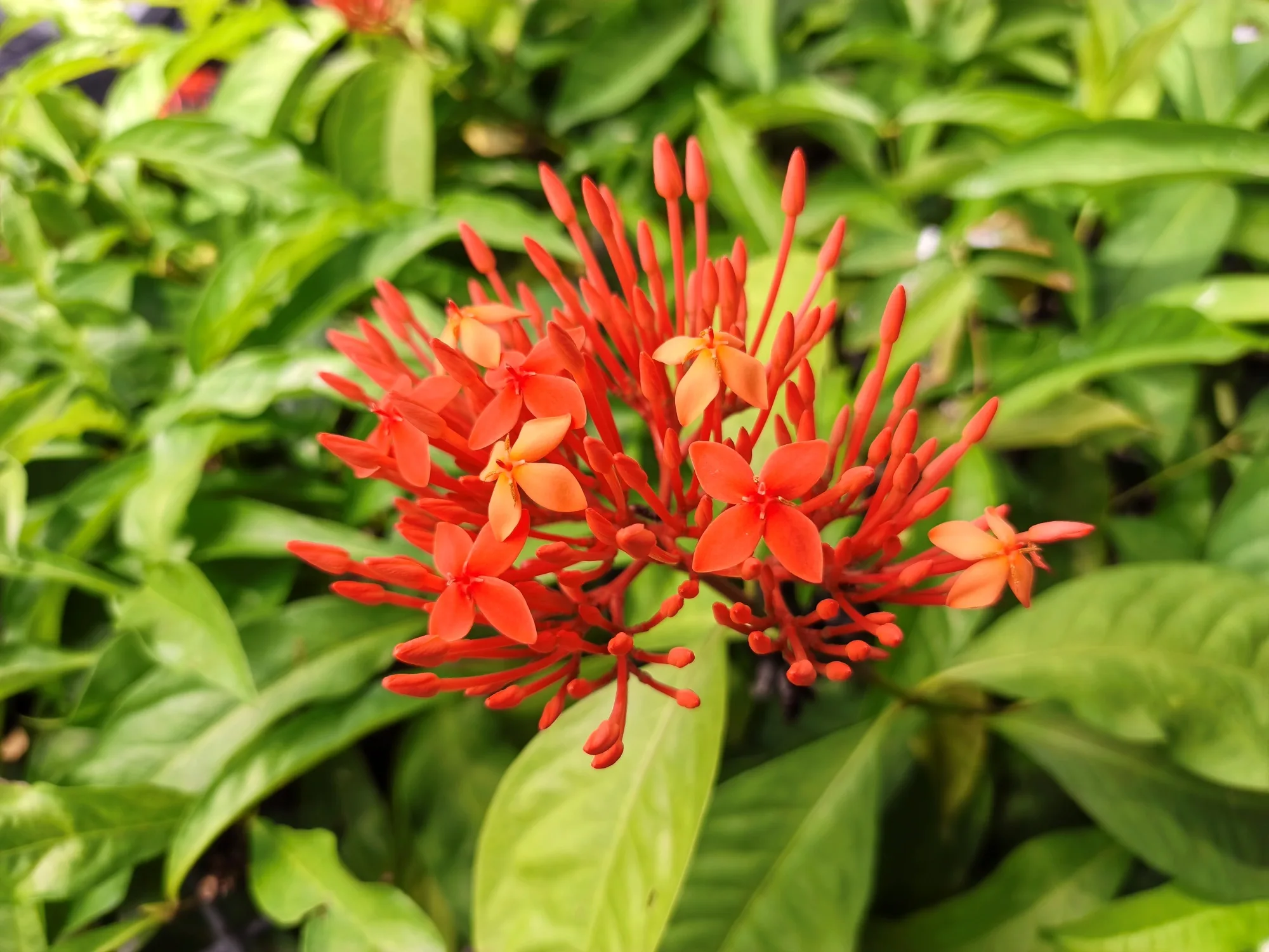 Infinix Note Edge image sample