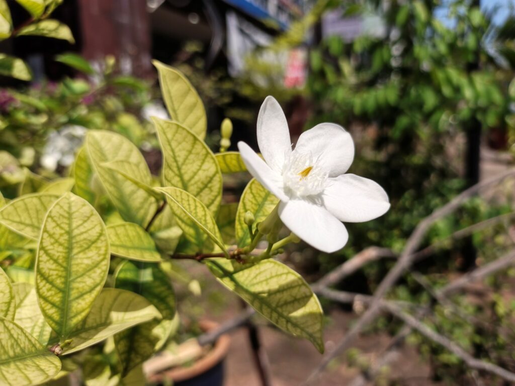 Infinix Note Edge image sample