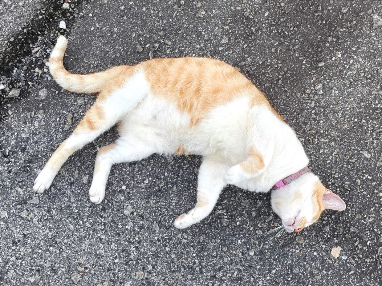 Tecno Camon 50 Ultra sample