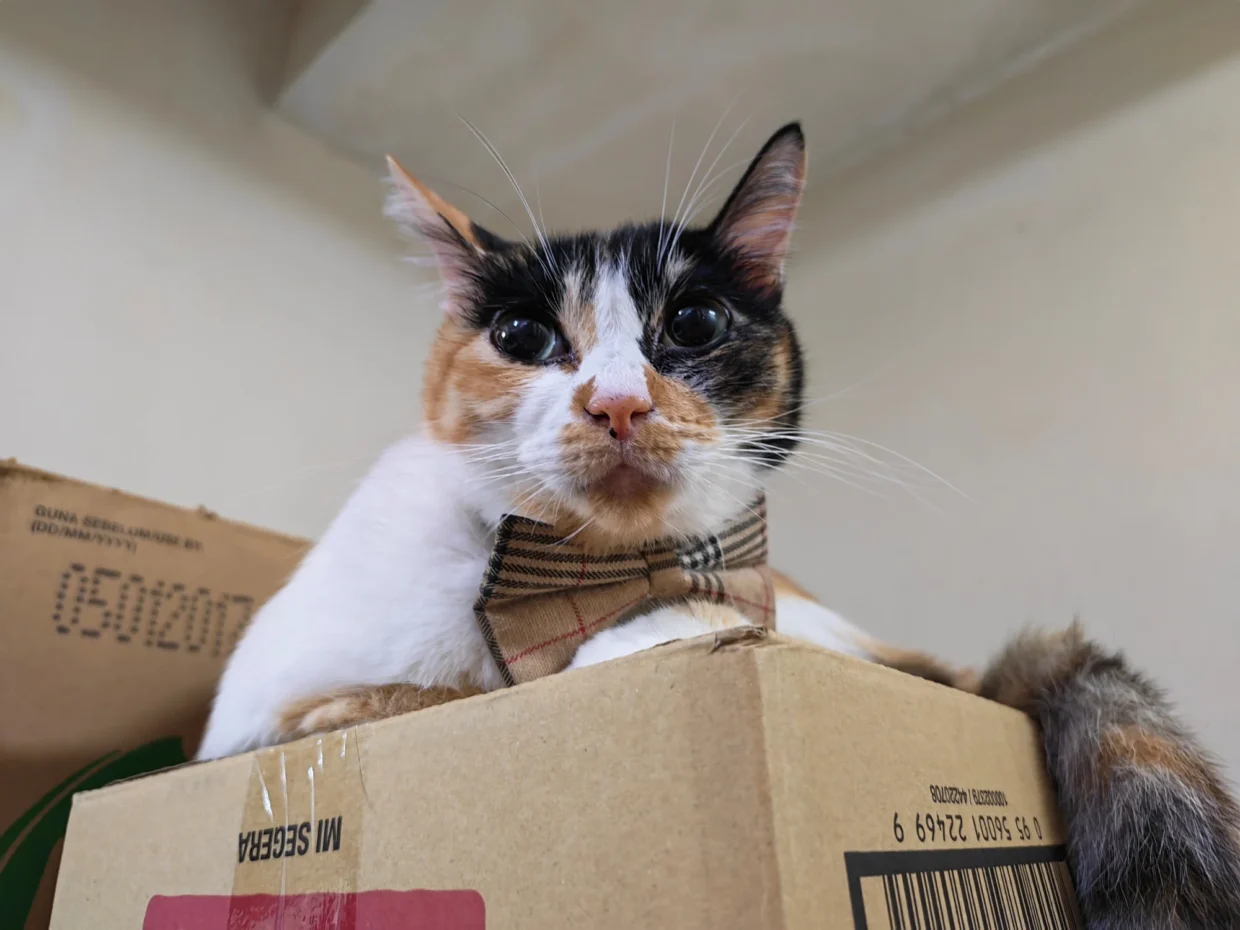 HONOR 600 Pro sample