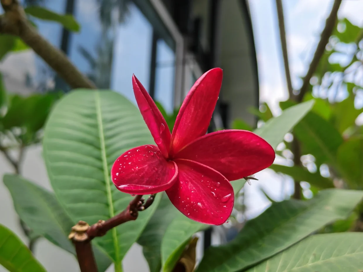 HONOR 600 Pro sample