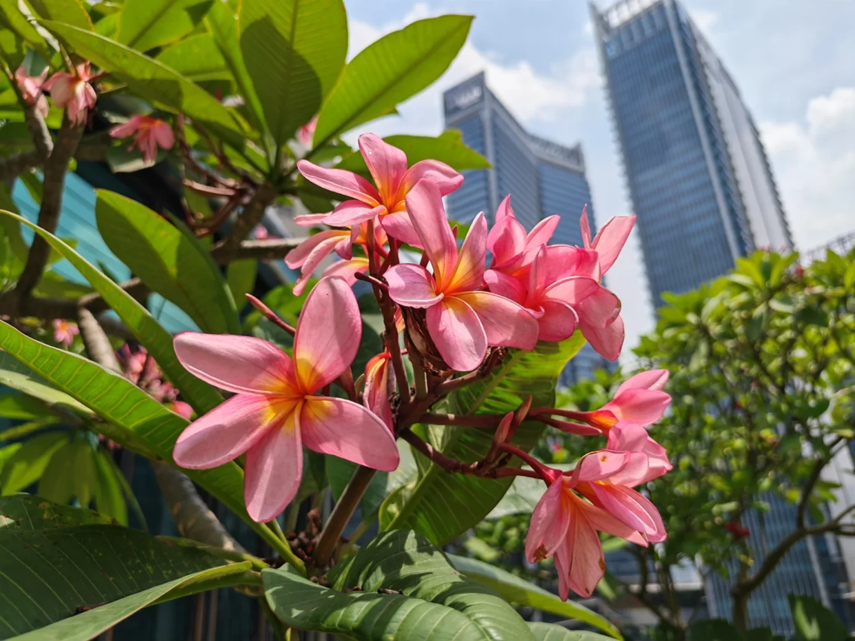 HONOR 600 Pro sample