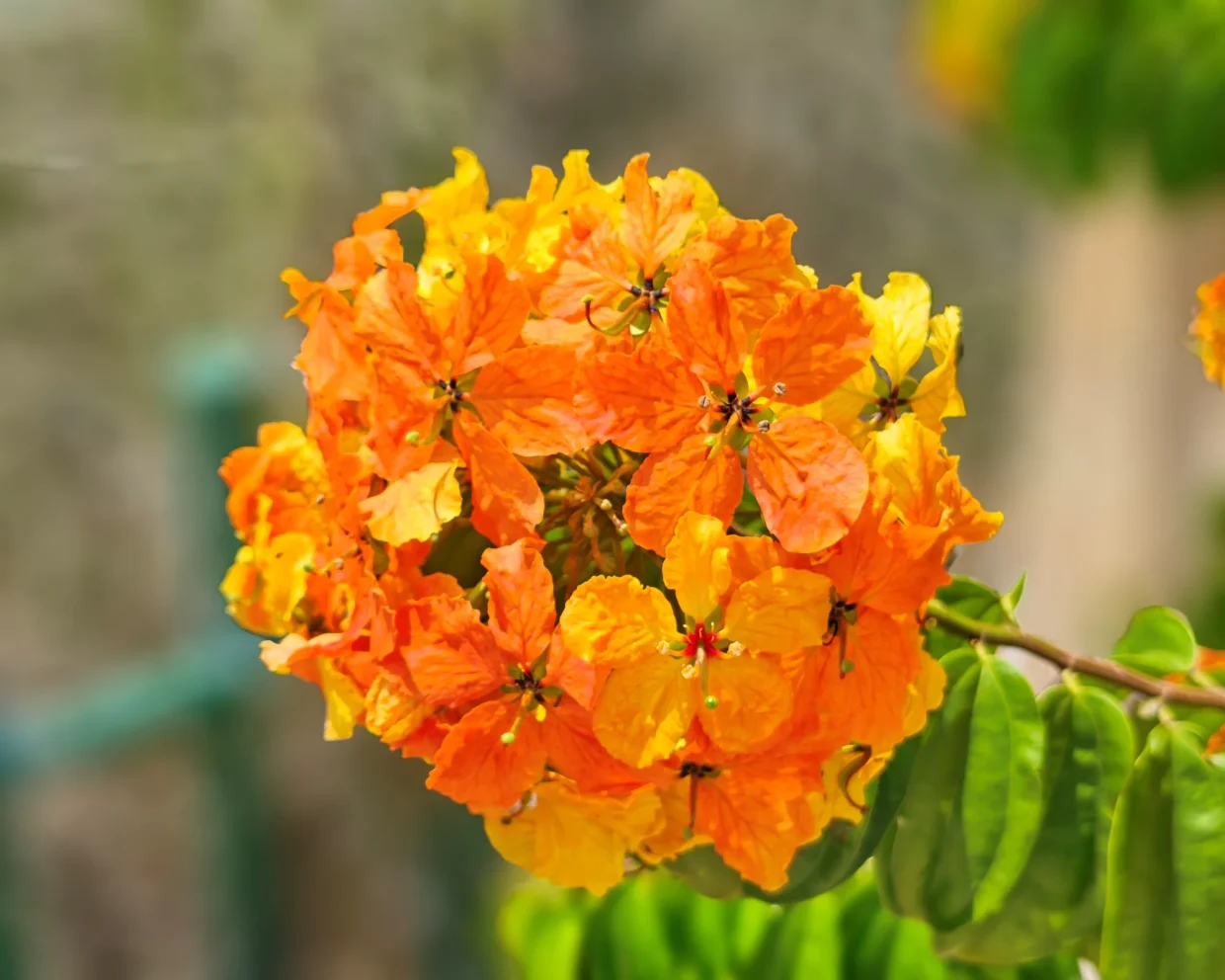 HONOR Magic V6 image sample