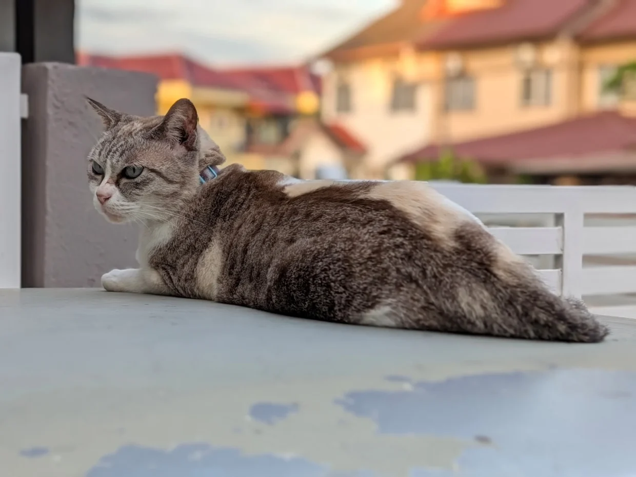 Google Pixel 11 Pro Fold Review: A Tensor-y Experience 22 Google Pixel 11 Pro Fold image sample