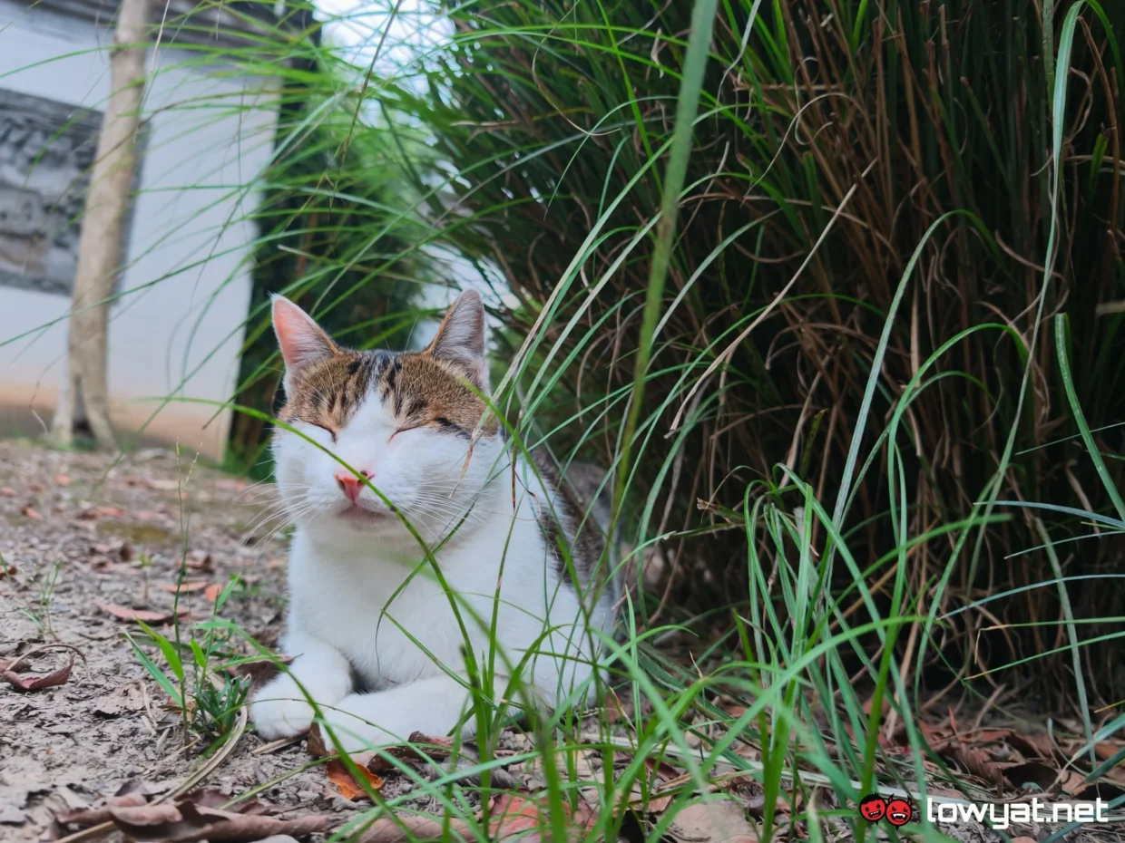 vivo X500 Pro Max Hands On: Gunning For Video 9 vivo x500 pro max photo samples