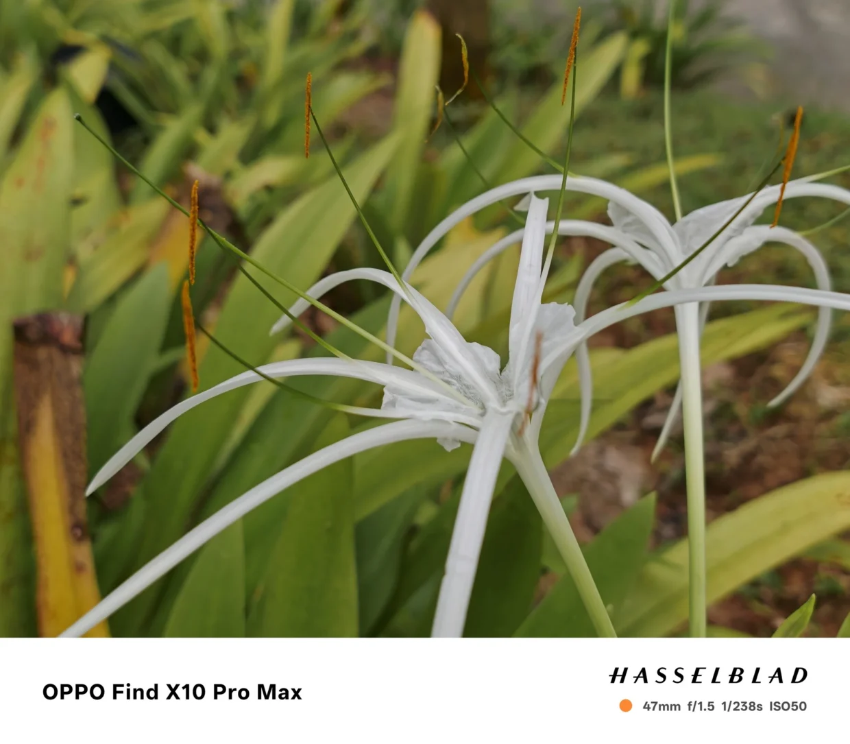 OPPO Find X10 Pro Max Hands On: Maxed Out Cameras 16 OPPO Find X10 Pro Max sample macro 1