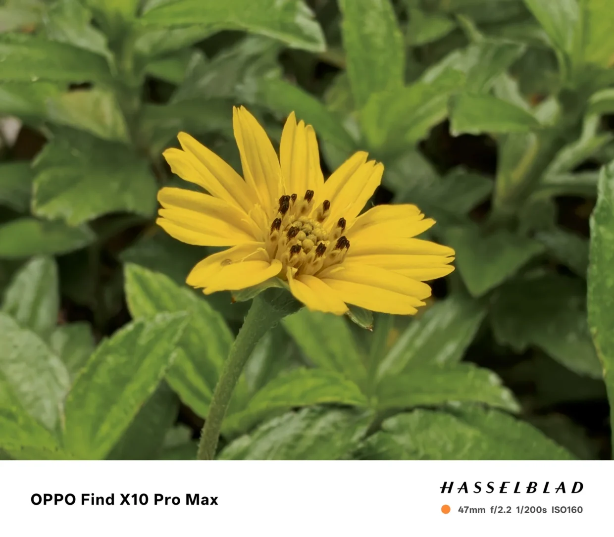 OPPO Find X10 Pro Max Hands On: Maxed Out Cameras 17 OPPO Find X10 Pro Max sample macro 2