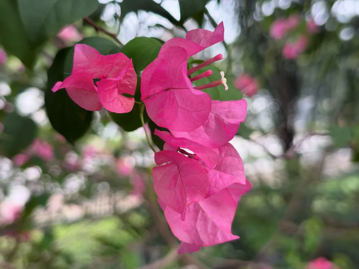 iPhone 18 Pro Max image sample