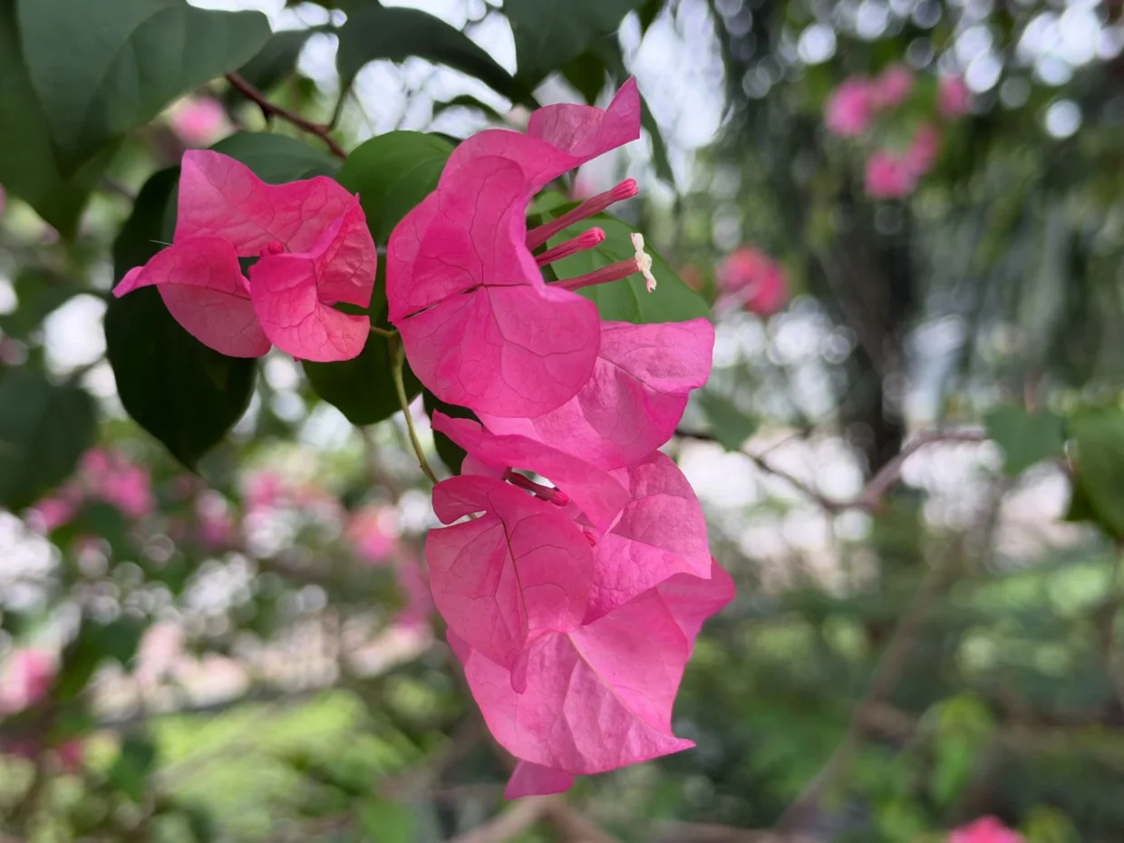 iPhone 18 Pro Max image sample