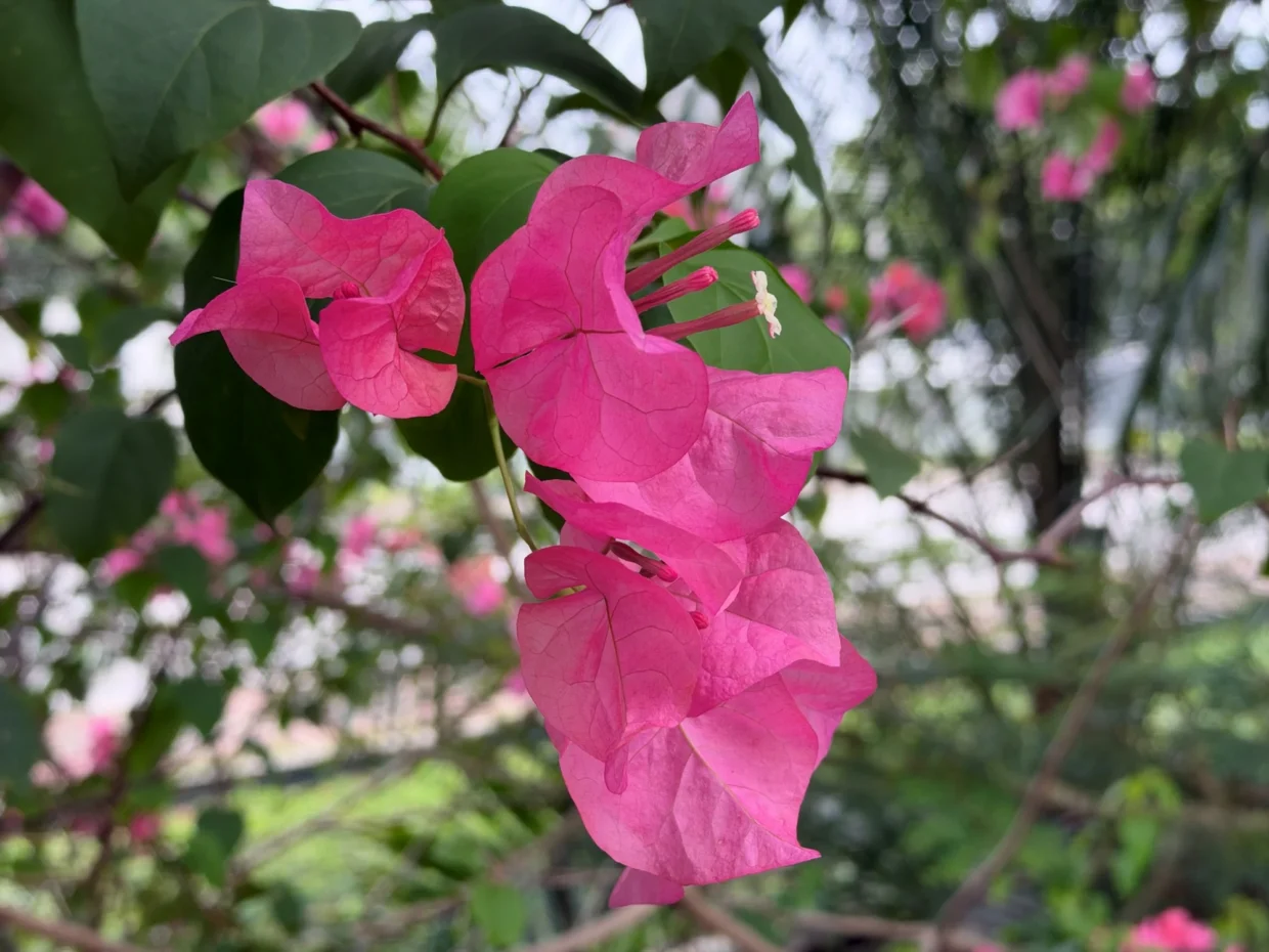 iPhone 18 Pro Max image sample