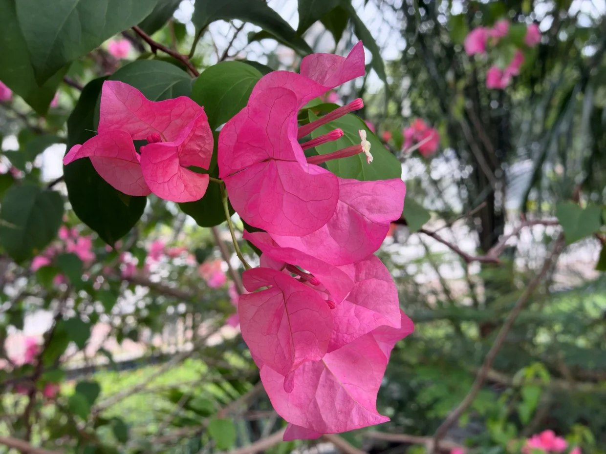 iPhone 18 Pro Max image sample