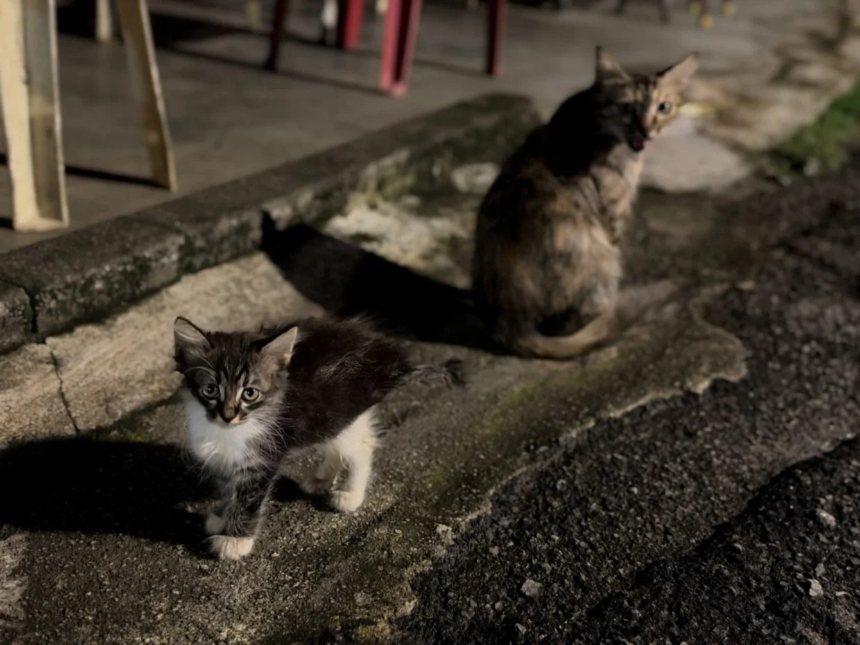 iPhone 18 Pro Max image sample
