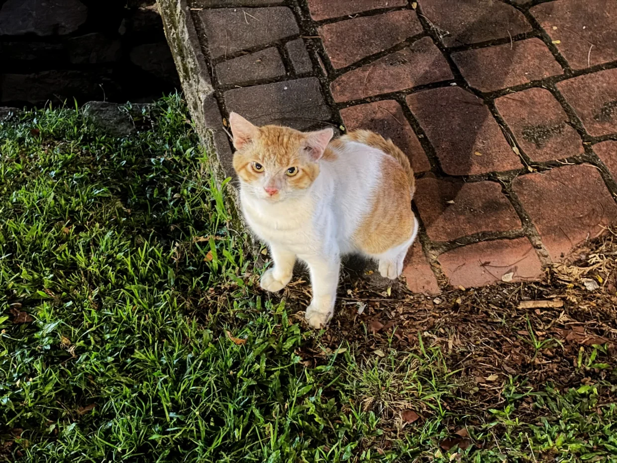 iPhone 18 Pro Max image sample